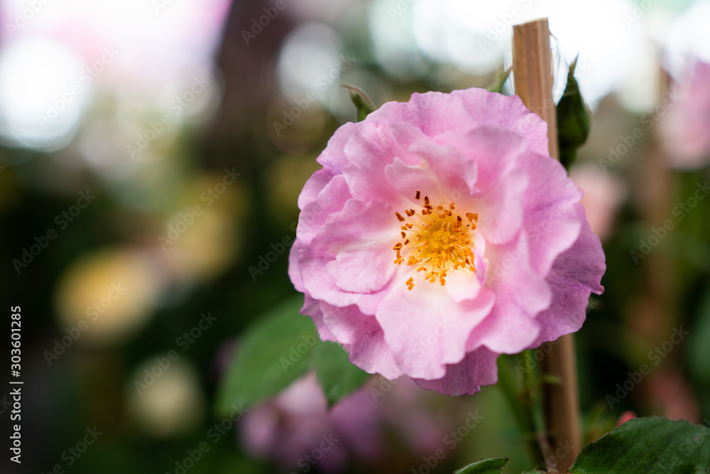 Pink pastel rose flower blooming in roses garden. Soft focus close-up shot. Pink pastel rose flower blooming in roses garden. Soft focus close-up shot.