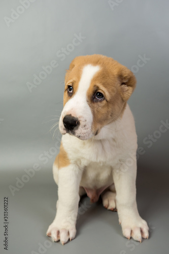 brown and white puppy Alabai on a gray background, studio