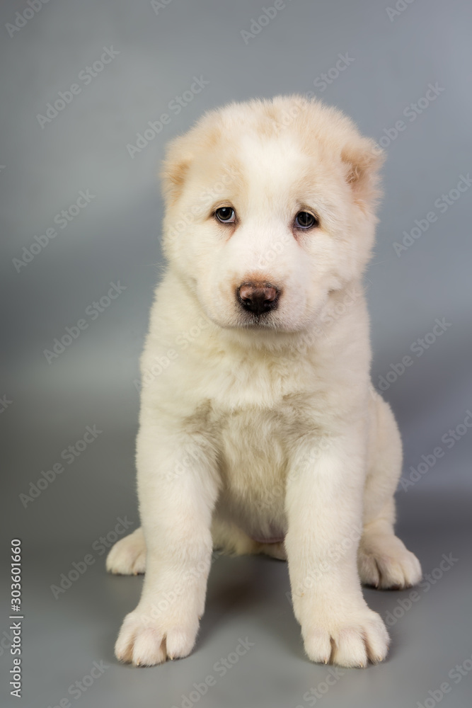 white puppy Alabai on a gray background, studio white puppy Alabai on a gray background, studio