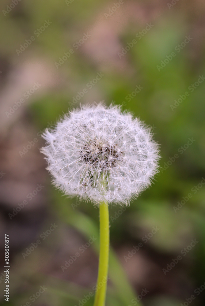 ein verblühter Löwenzahn, zur Pusteblume entwickelt mit Samen ein verblühter Löwenzahn, zur Pusteblume entwickelt mit Samen