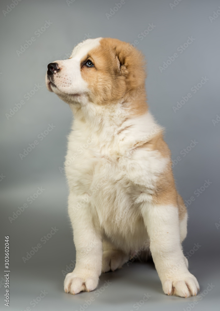 brown and white puppy Alabai on a gray background, studio brown and white puppy Alabai on a gray background, studio