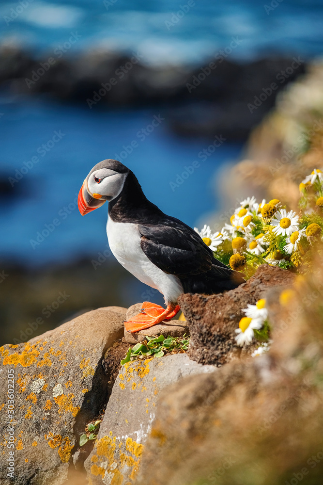 Foto Puffin in Iceland