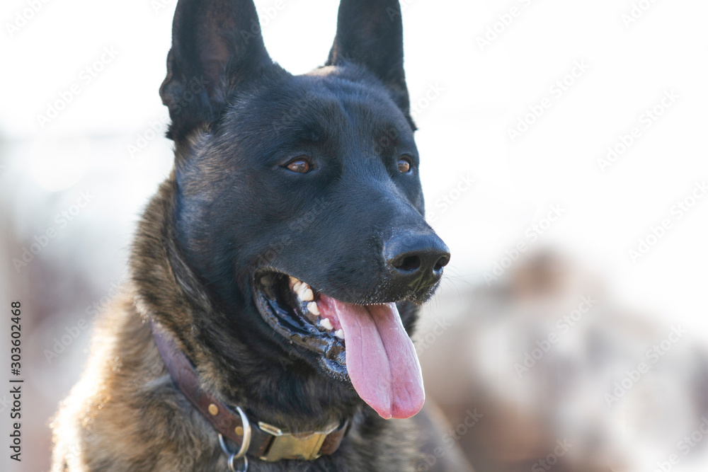 Black face belgian malinois 2025