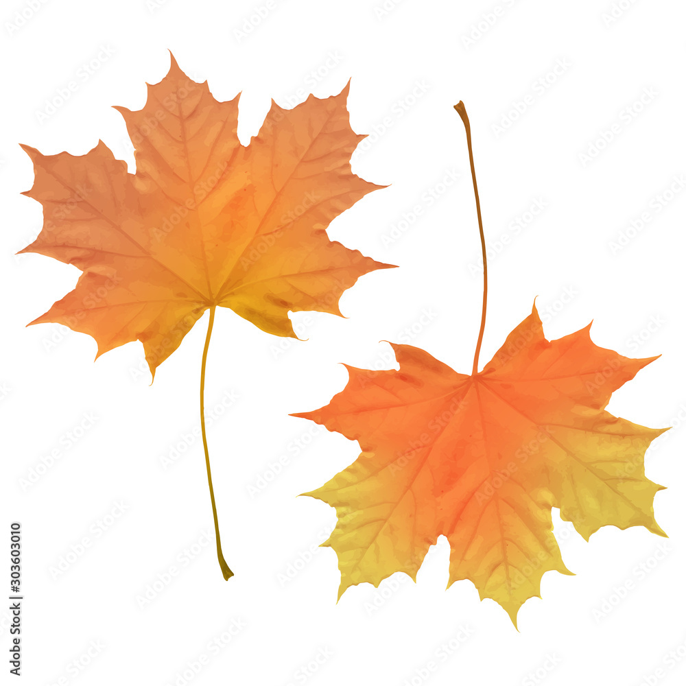 Realistic maple leaves isolated on white background Realistic maple leaves isolated on white background