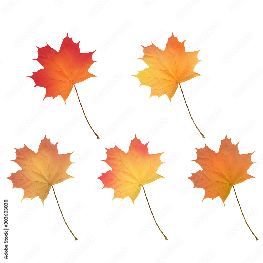 Realistic maple leaves isolated on white background Realistic maple leaves isolated on white background