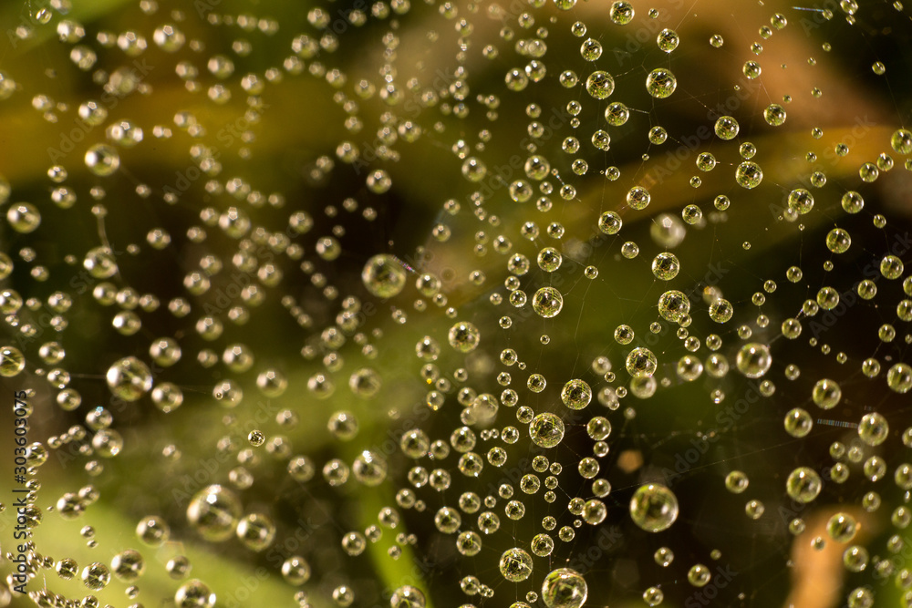 drops of dew on a spider web on a green background, the spider web in the water
