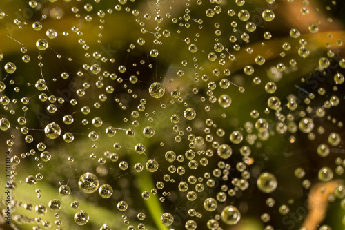 drops of dew on a spider web on a green background, the spider web in the water