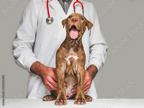 Pretty, tender puppy of chocolate color at the reception at the vet doctor. Close-up, isolated background. Studio photo. Concept of care, education, obedience training and raising of pets