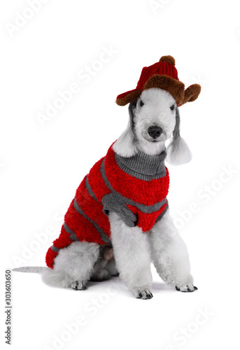 Bedlington Terrier dog dressed in a jacket and a hat for walking sitting in the studio © Alexey Kuznetsov