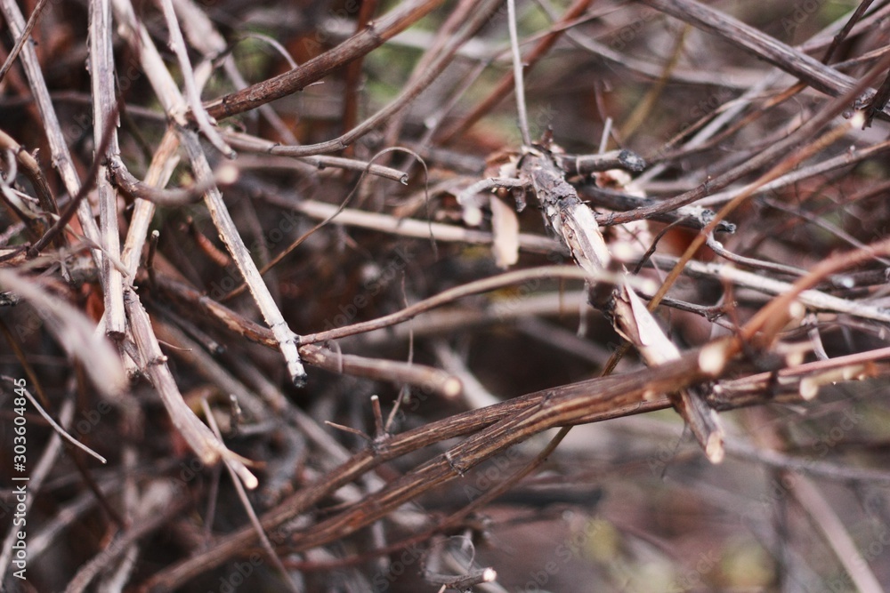 Tree without leaves in the Park close up Tree without leaves in the Park close up