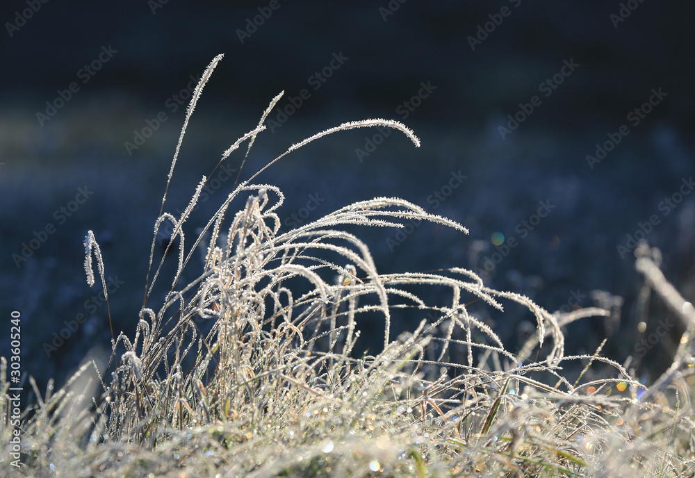 grass in hoarfrost on meadow grass in hoarfrost on meadow