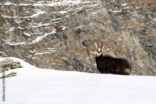 The chamois on the snow in the Gran Paradiso park