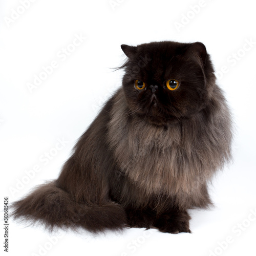 black persian cat isolated on a white background, studio photo