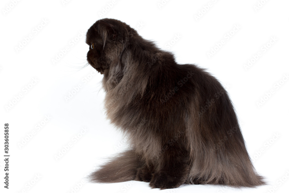 black persian cat isolated on a white background, studio photo black persian cat isolated on a white background, studio photo
