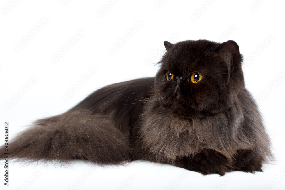 black persian cat isolated on a white background, studio photo black persian cat isolated on a white background, studio photo