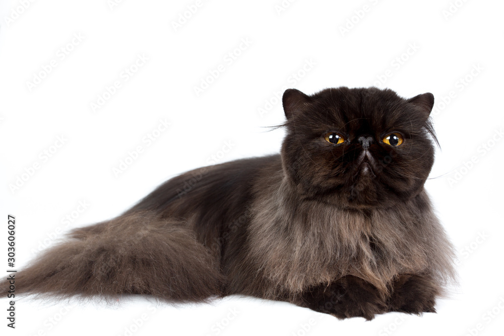 black persian cat isolated on a white background, studio photo
