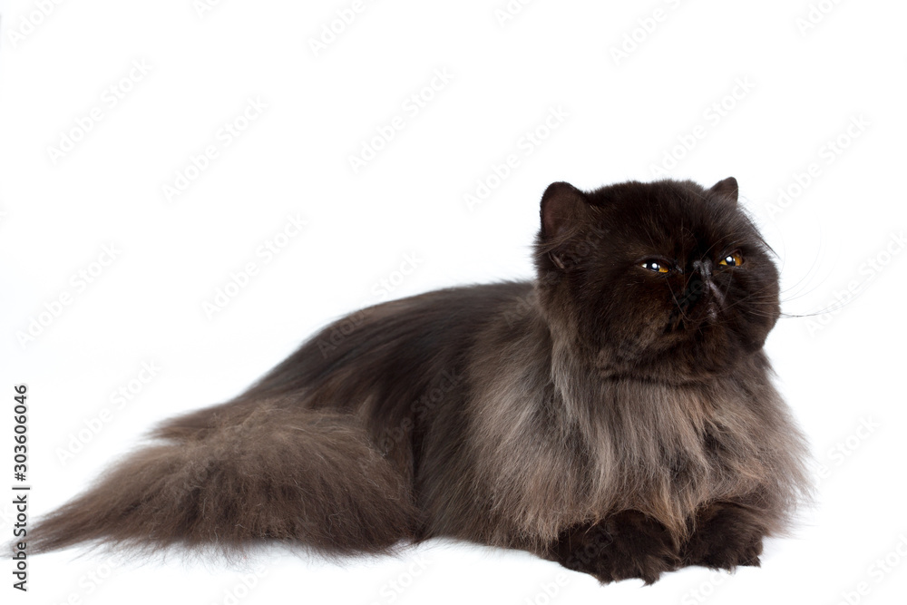 black persian cat isolated on a white background, studio photo