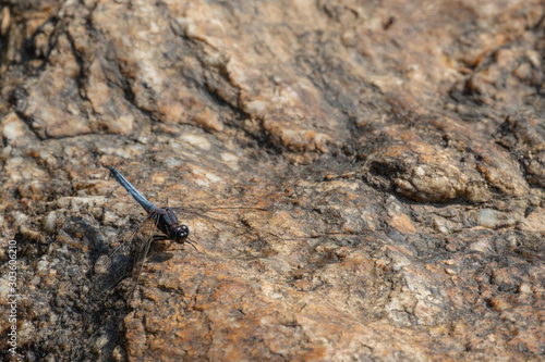 very old adult male chalky percher or ground skimmer