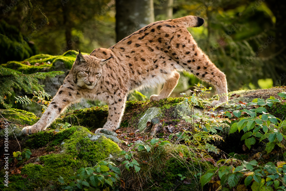 Fotografiet, Poster Eurasian lynx in the natural environment, close up, Lynx  lynx på Europosters.se