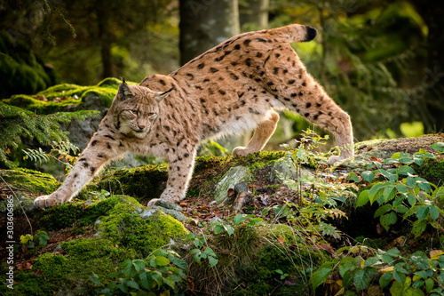 Fototapeta Eurasian lynx in the natural environment, close up, Lynx lynx