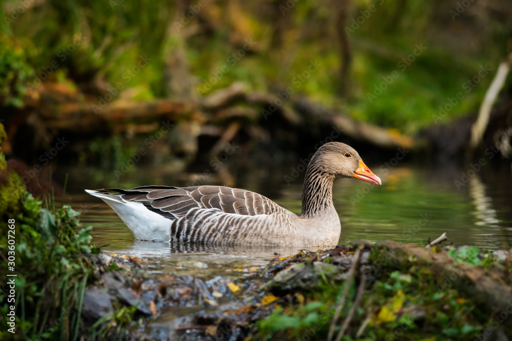 Greylag goose in the natural environment, close up, wild animal, Anser anser Greylag goose in the natural environment, close up, wild animal, Anser anser