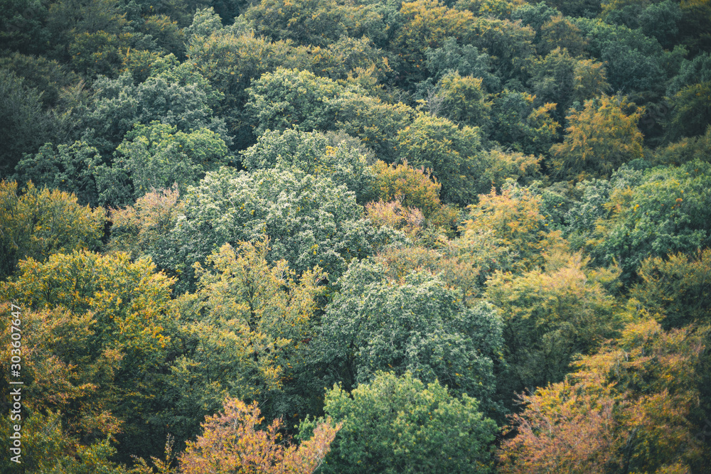 Kronendach, Laubwald Kronendach, Laubwald