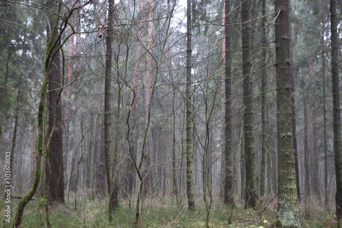 Trees without leaves in misty autumn forest in gloomy day