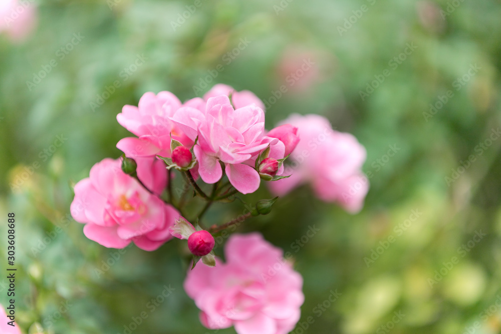 バラの花 千葉県八千代市 日本 バラの花 千葉県八千代市 日本