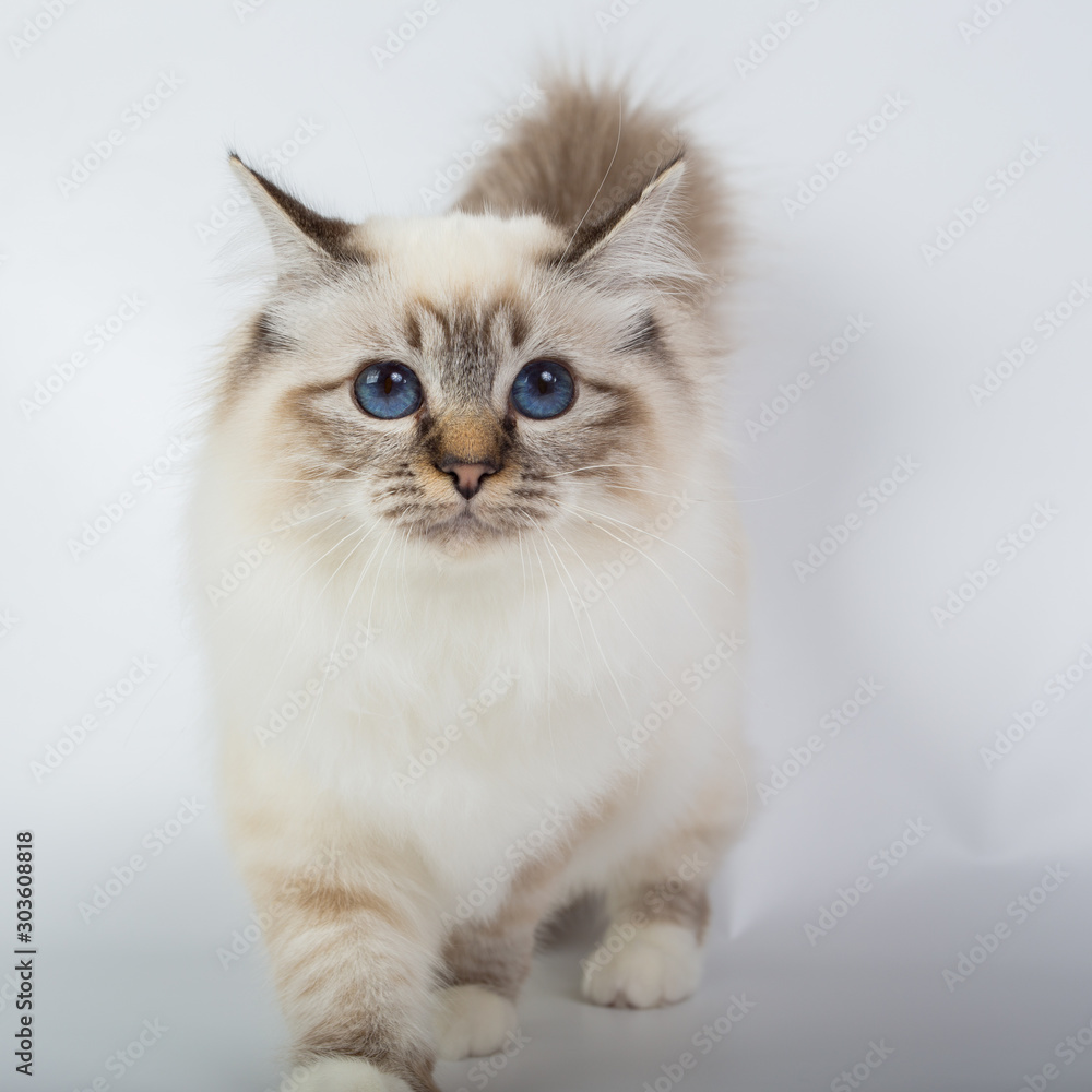 Sacred Birman Cat, birma isolated on a white background, studio photo Sacred Birman Cat, birma isolated on a white background, studio photo