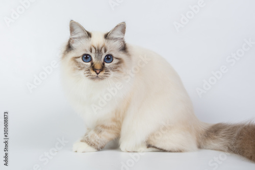 Sacred Birman Cat, birma isolated on a white background, studio photo