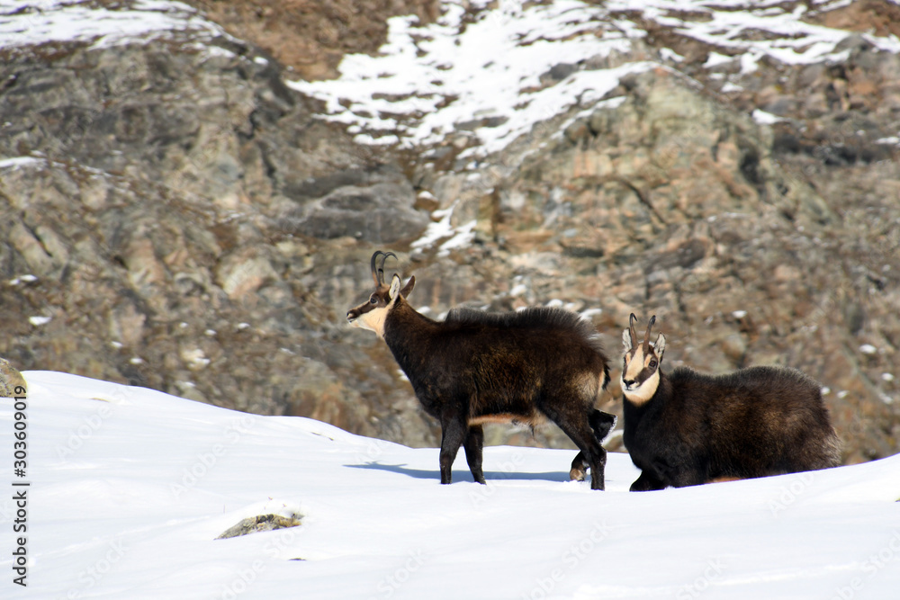 The chamois on the snow in the Gran Paradiso park The chamois on the snow in the Gran Paradiso park