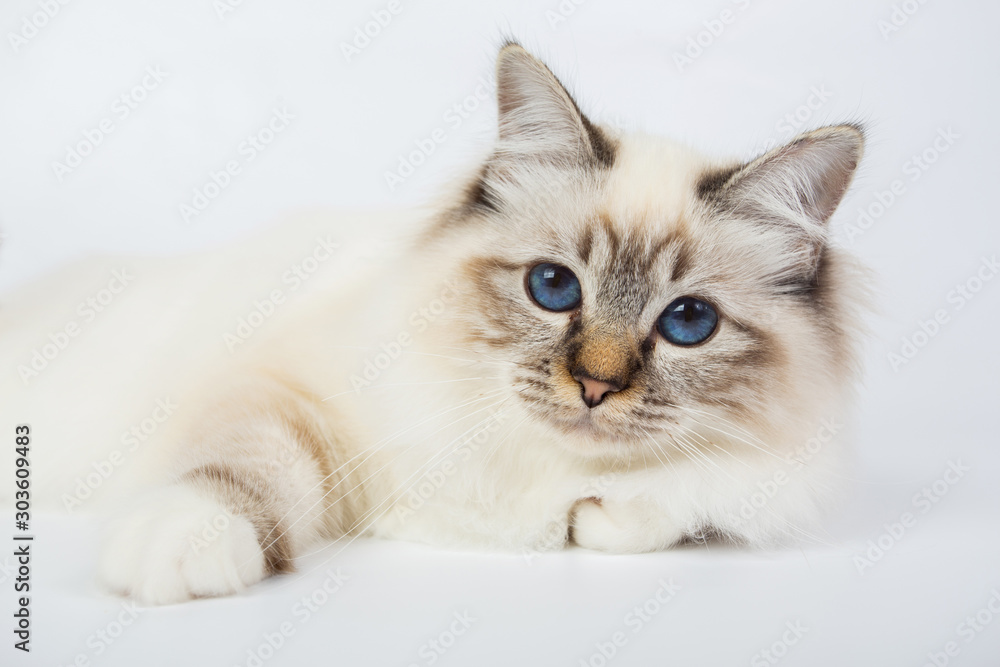 Sacred Birman Cat, birma isolated on a white background, studio photo Sacred Birman Cat, birma isolated on a white background, studio photo