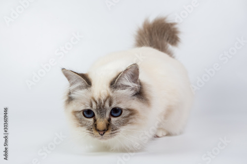 Sacred Birman Cat, birma isolated on a white background, studio photo