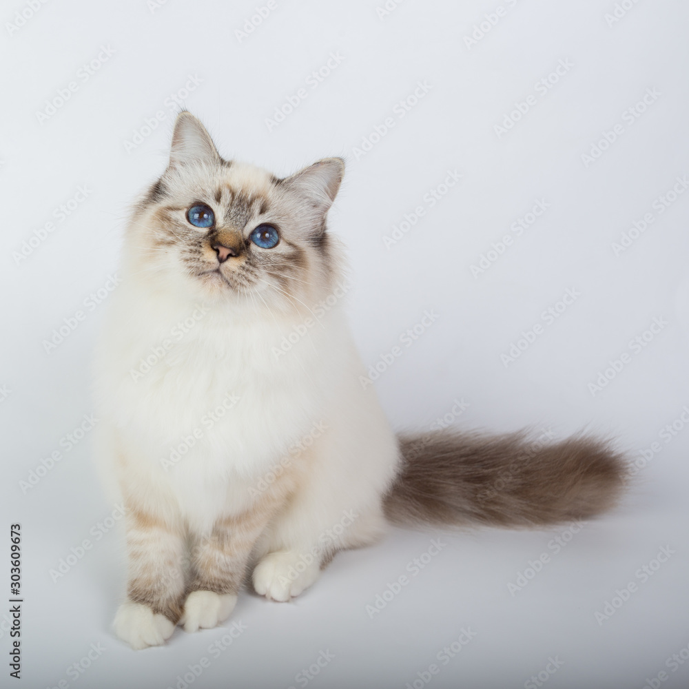 Sacred Birman Cat, birma isolated on a white background, studio photo