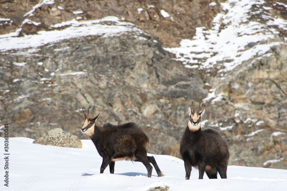 The chamois on the snow in the Gran Paradiso park The chamois on the snow in the Gran Paradiso park