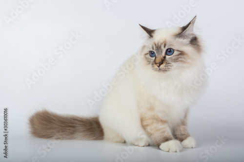 Sacred Birman Cat, birma isolated on a white background, studio photo