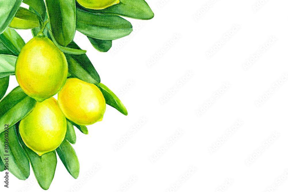 greeting card with place for text, invitation, watercolor illustration, lemons on a branch