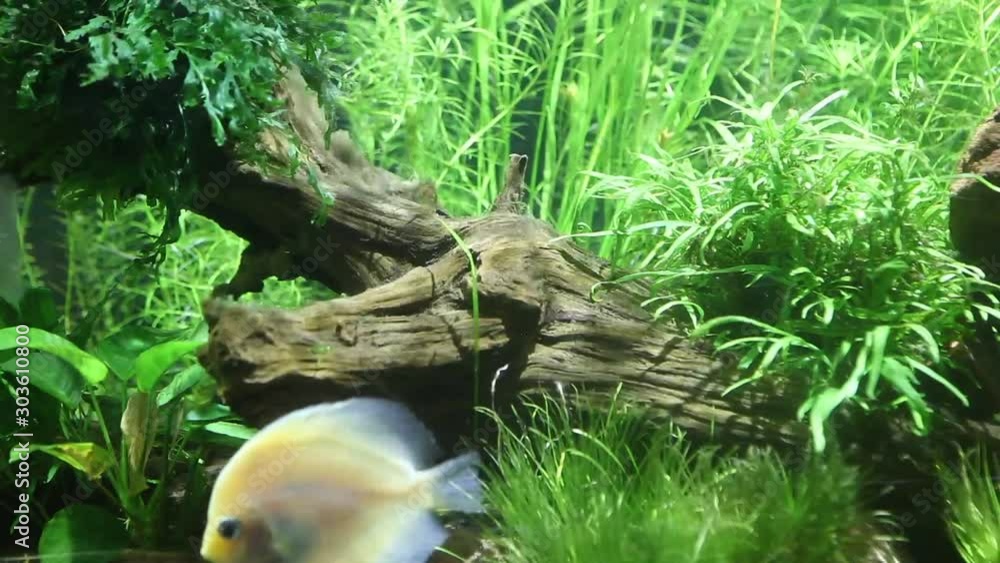 Discus Fish also known as Symphysodon Aequifasciatus found on the lakes and slow-flowing rivers of the amazon. Discus Fish also known as Symphysodon Aequifasciatus found on the lakes and slow-flowing rivers of the amazon.