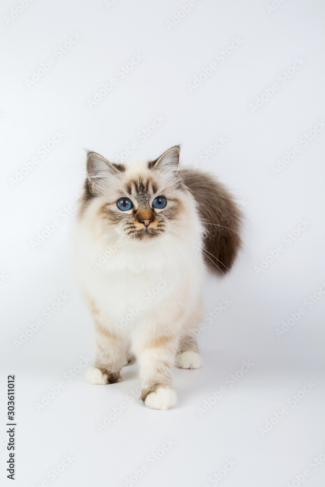 Sacred Birman Cat, birma isolated on a white background, studio photo Sacred Birman Cat, birma isolated on a white background, studio photo