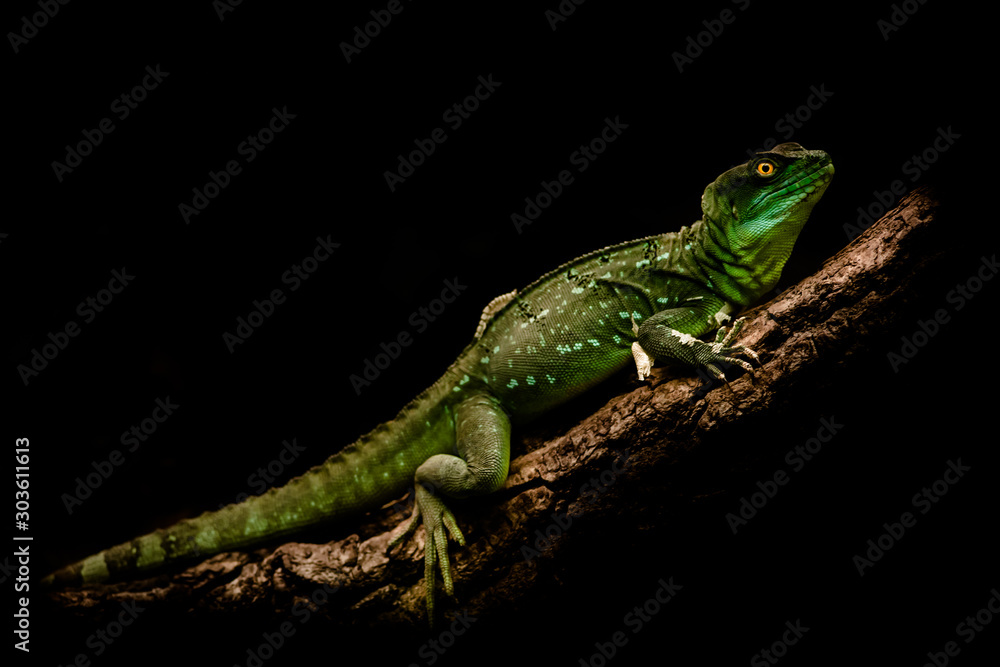 Green Basilisk night photo, isolated, portrait, art photo