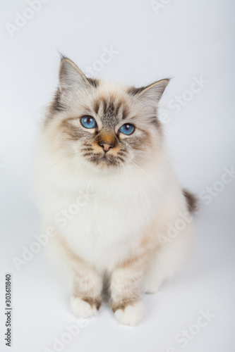 Sacred Birman Cat, birma isolated on a white background, studio photo