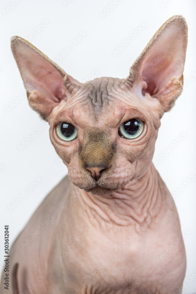 bald hairless sphinx cat isolated on a white background, studio photo