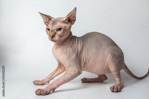 bald hairless sphinx cat isolated on a white background  studio photo