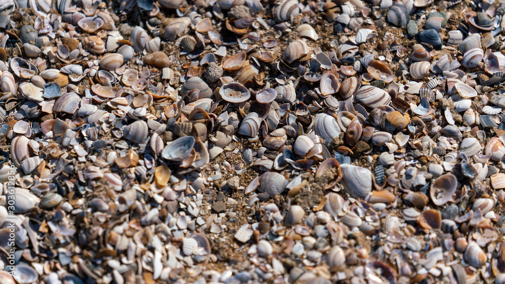 A bunch of shells on the beach A bunch of shells on the beach