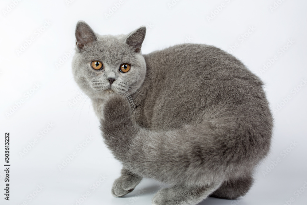 British grey cat isolated on a white background, studio photo
