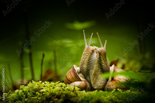 Mating Roman snail, two snails, natural environment, close up, isolated, Helix pomatia