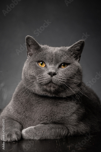 young plump cat british on a dark background