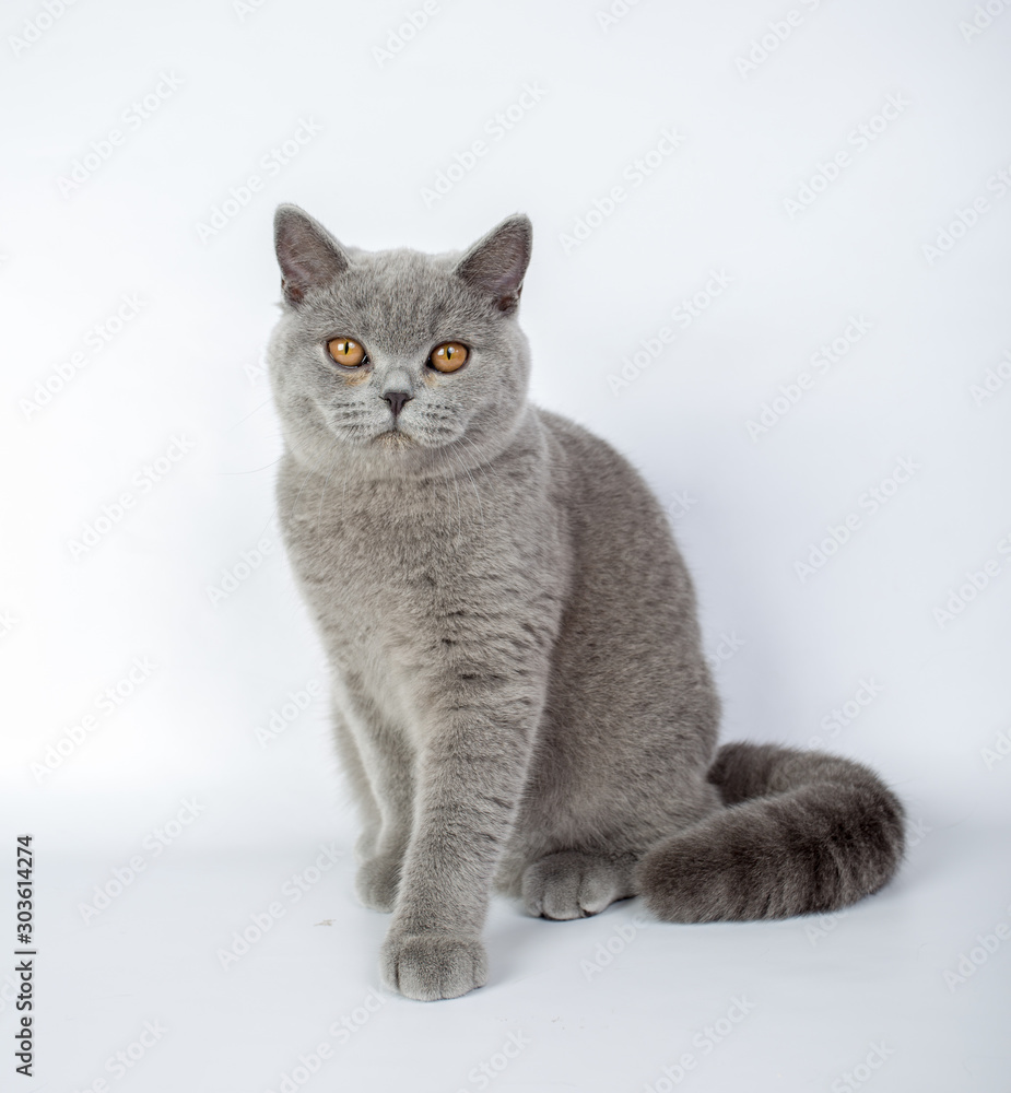 British grey cat isolated on a white background, studio photo