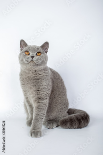 British grey cat isolated on a white background, studio photo © vadimborkin