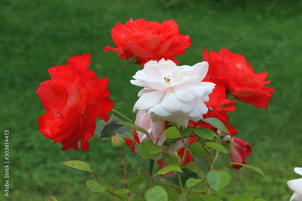 Beautiful roses on the  garden